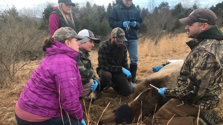 宾西法尼亚 Game Commission Elk Biologist Jeremy Banfield, 左, leads 365英国上市杜波依斯分校 野生生物技术 students in collecting data from a sedated elk near Benezette, PA. 